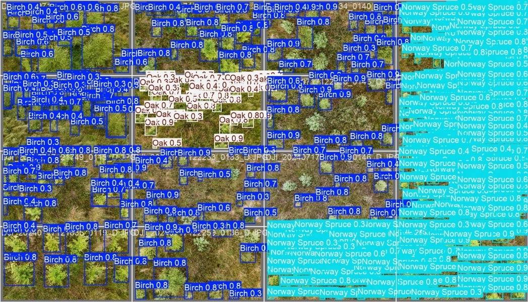 Raw image showing Orman's capability to identify species using AI