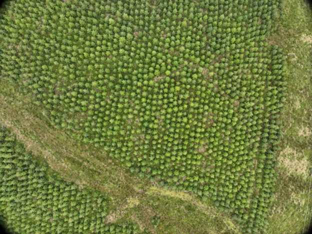 A stitched together orthomosaic